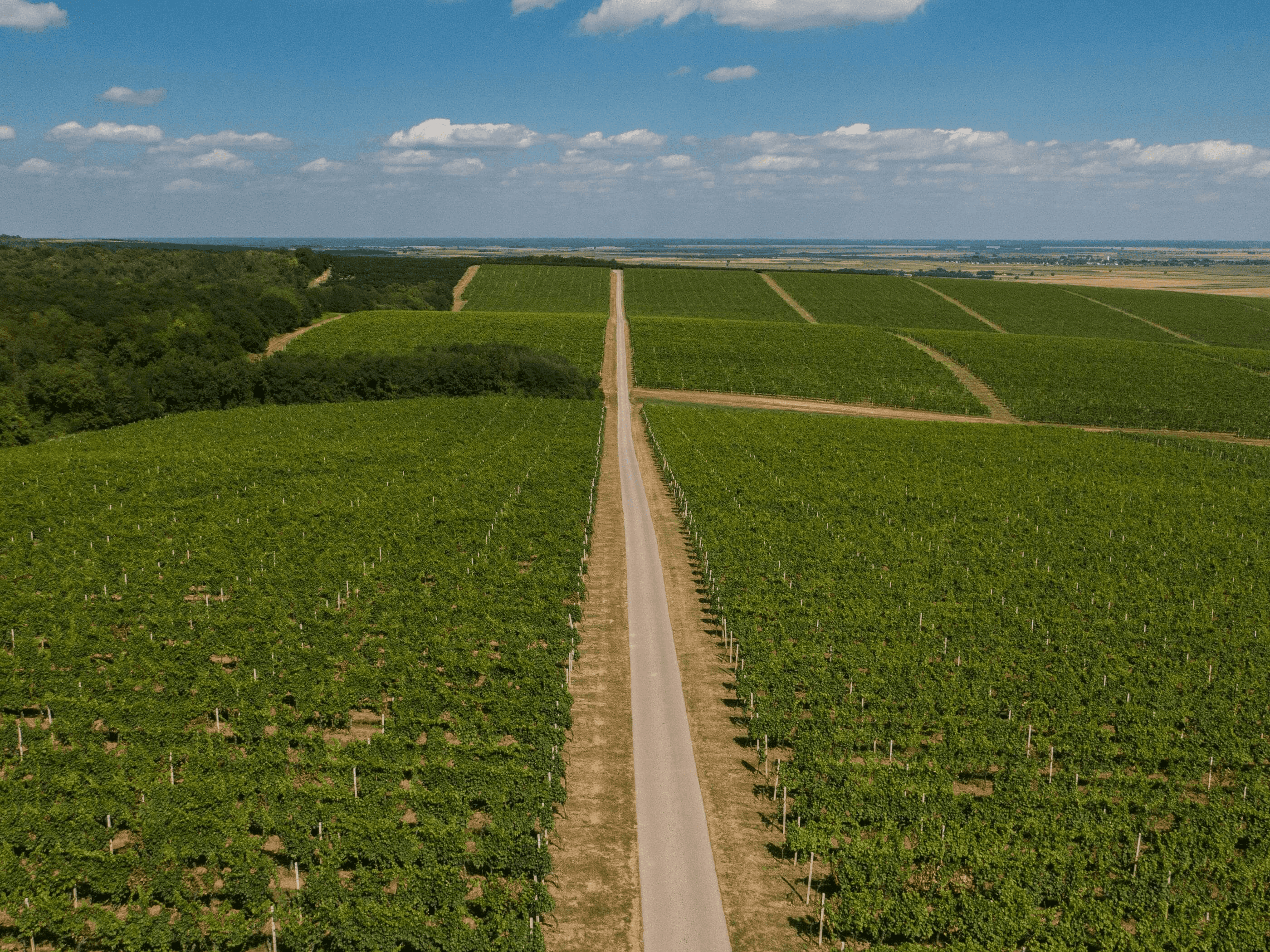 Kneževi vinogradi
